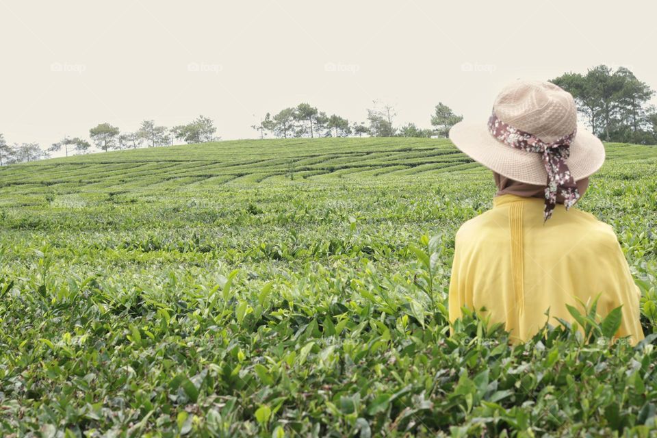 tea plantation