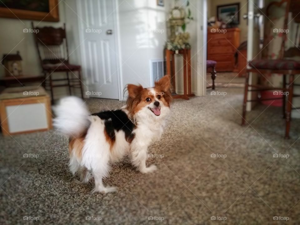 Papillion at Home