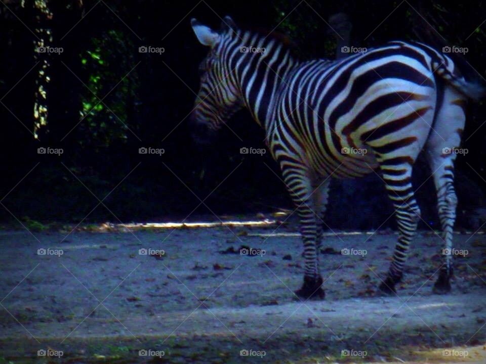 Zebra