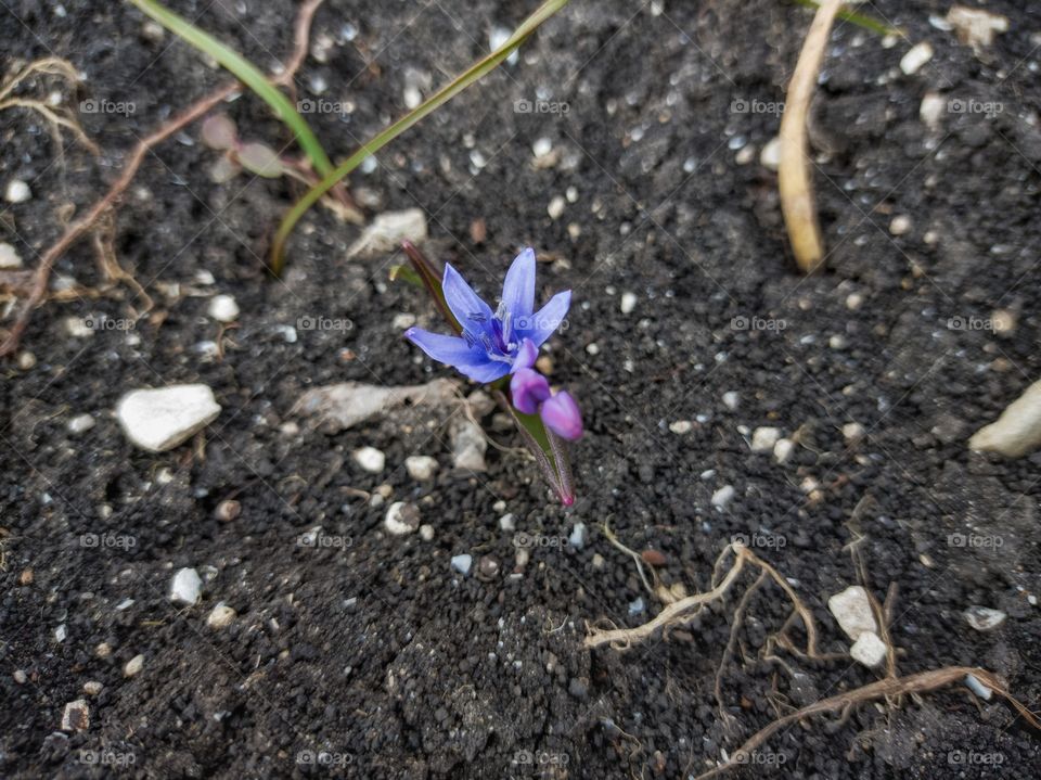 Proleska dvulistnaya — a perennial herbaceous plant. Spring.