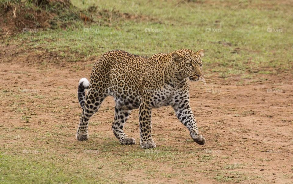 Leopardess 