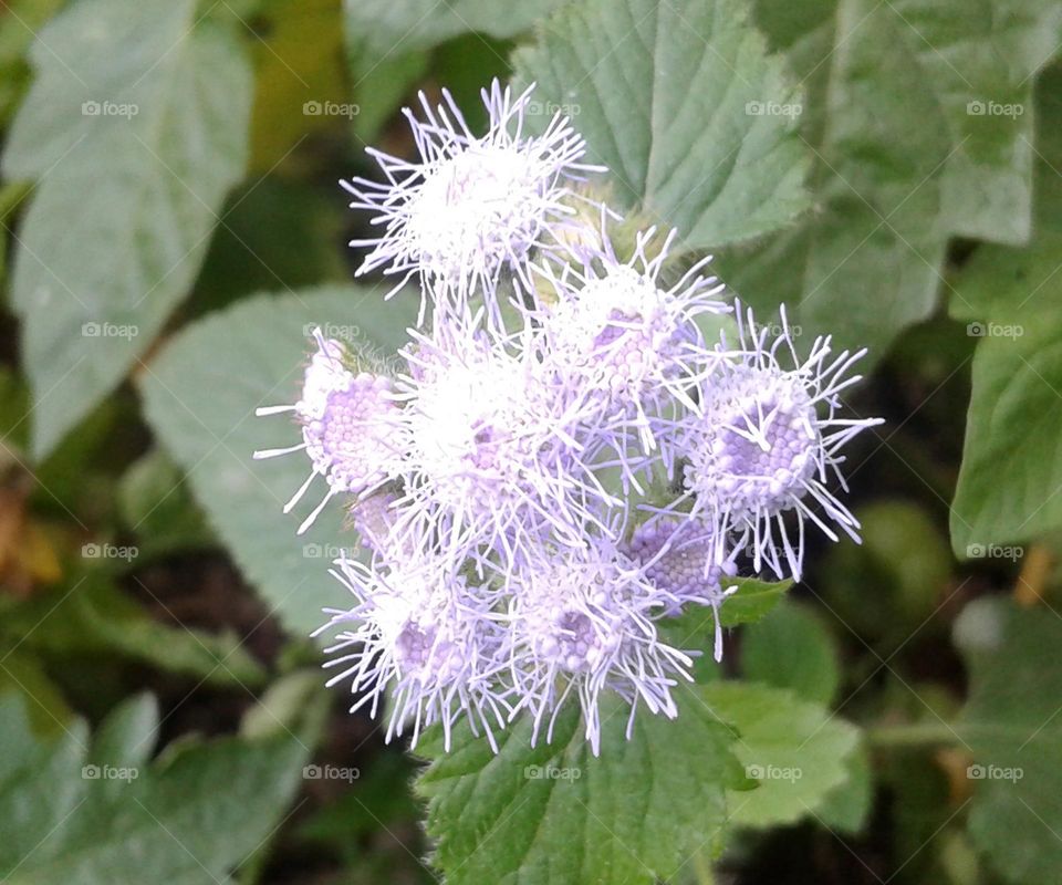 white forest flower blooming