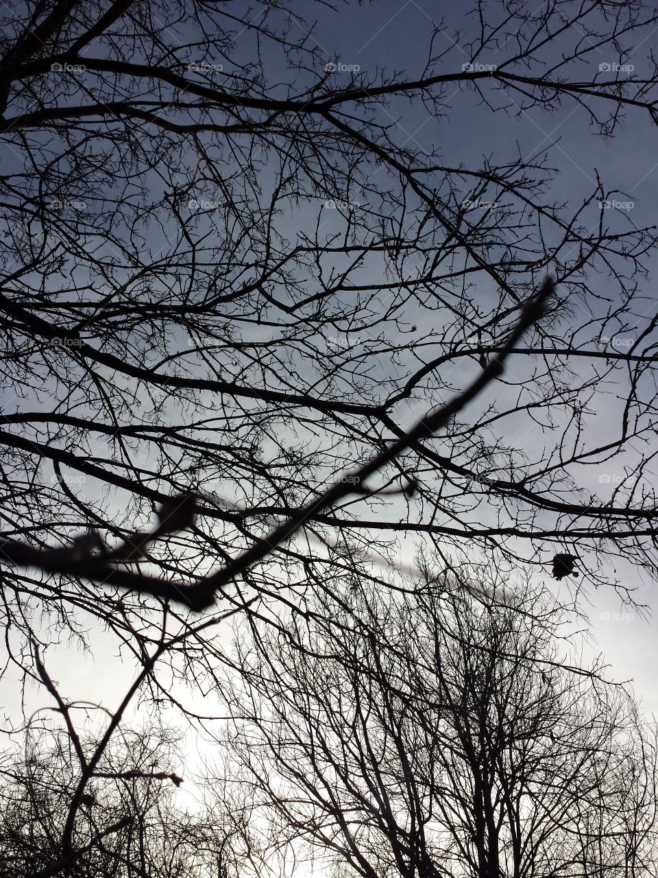 March Woodland Views