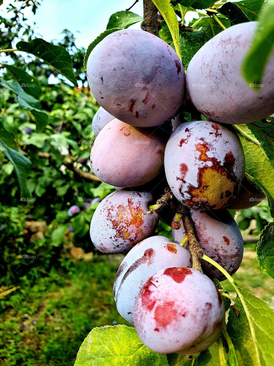 Plums