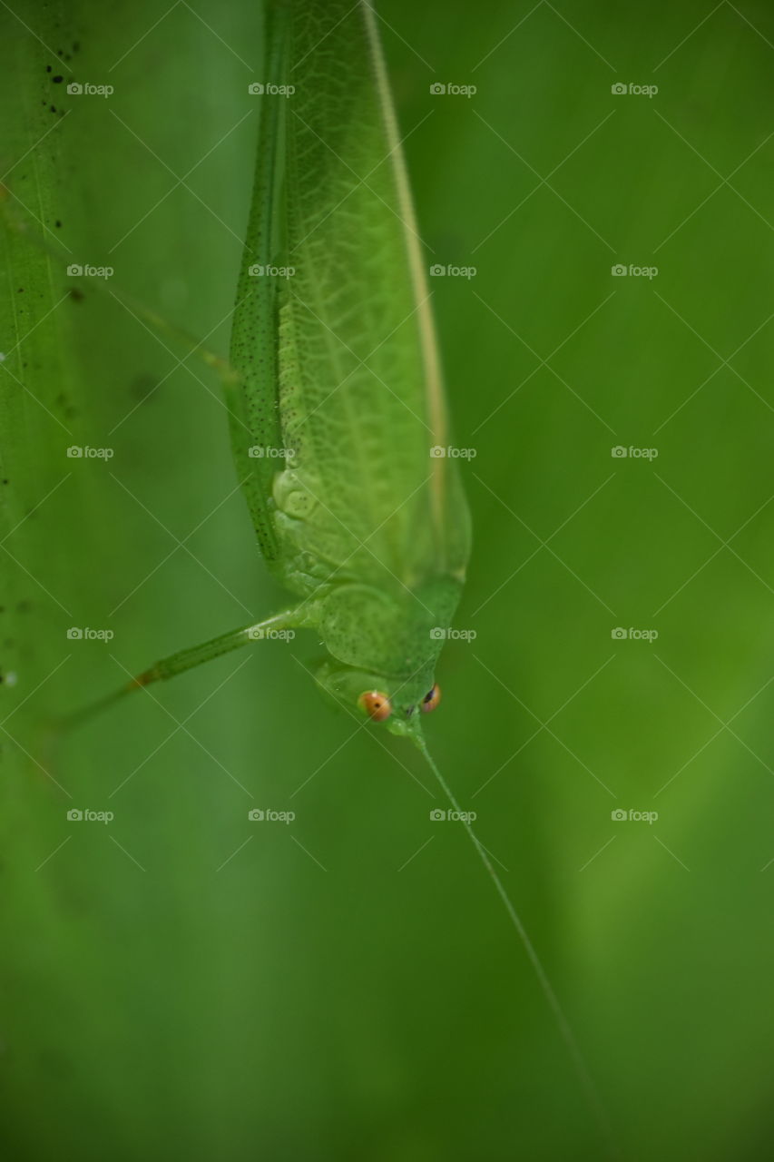 Green insect on a green leaf