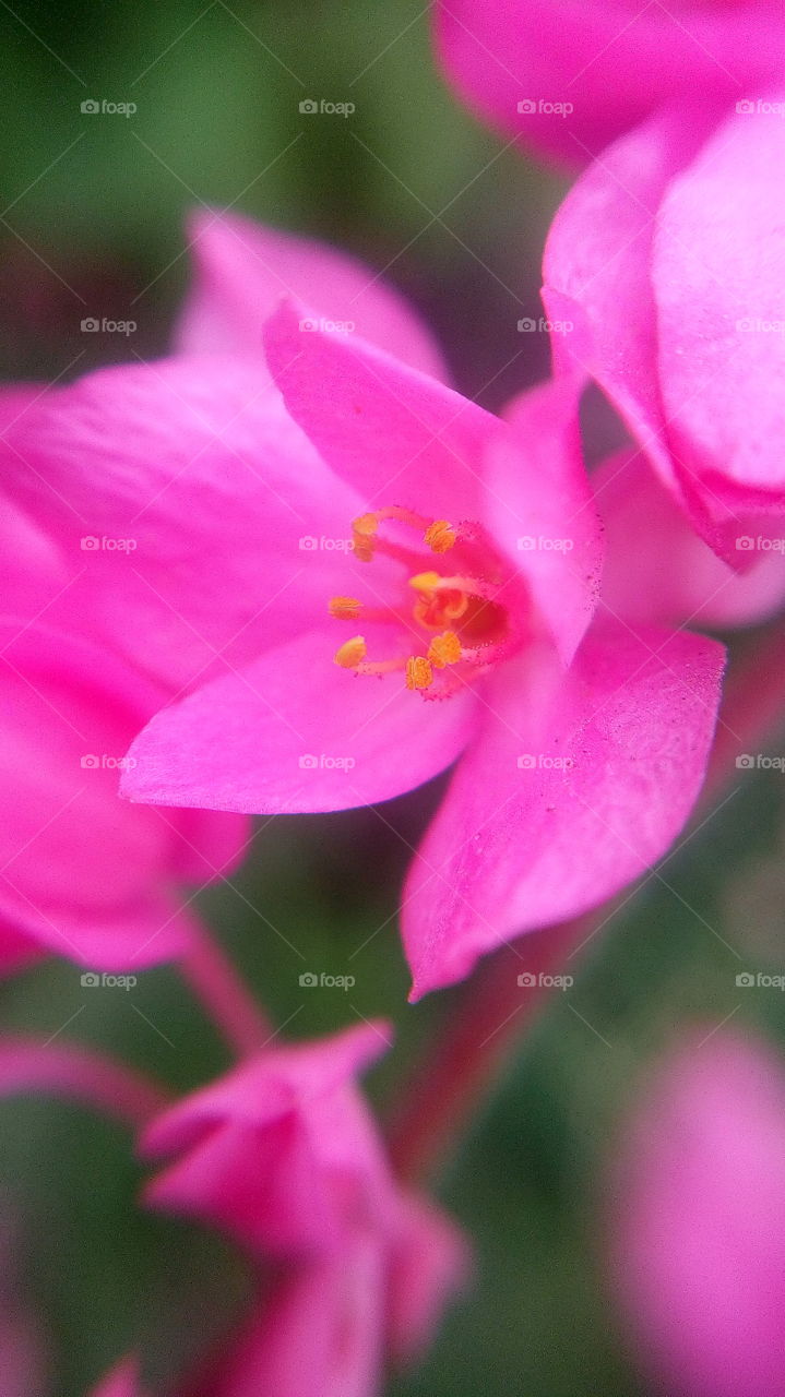 the most beautiful pink color flower
