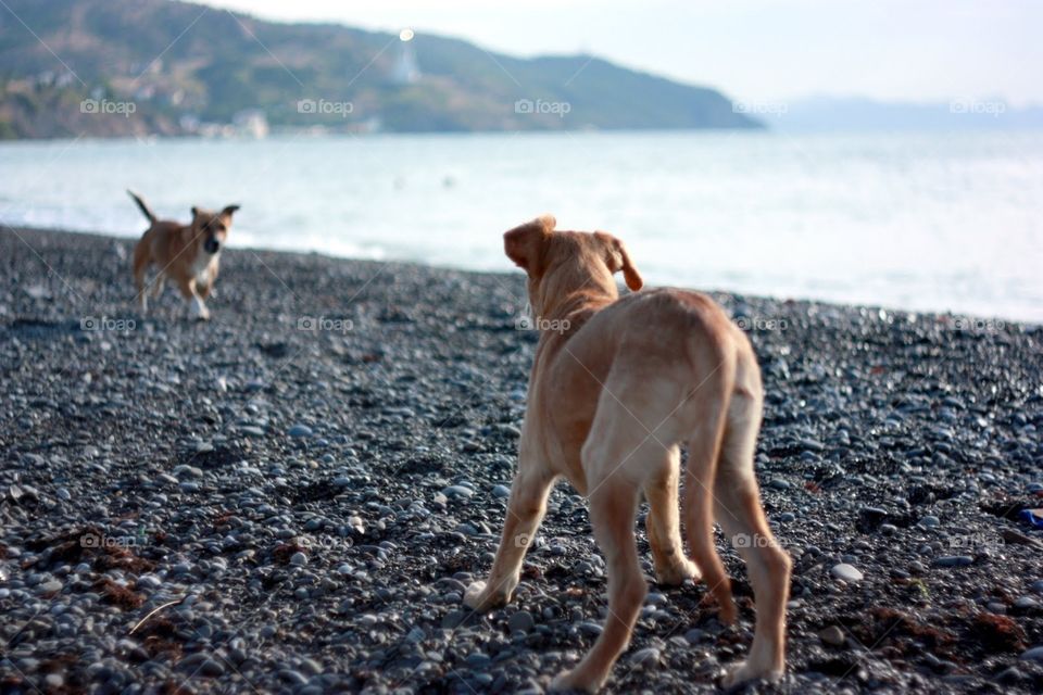 No Person, Dog, Mammal, Outdoors, Beach