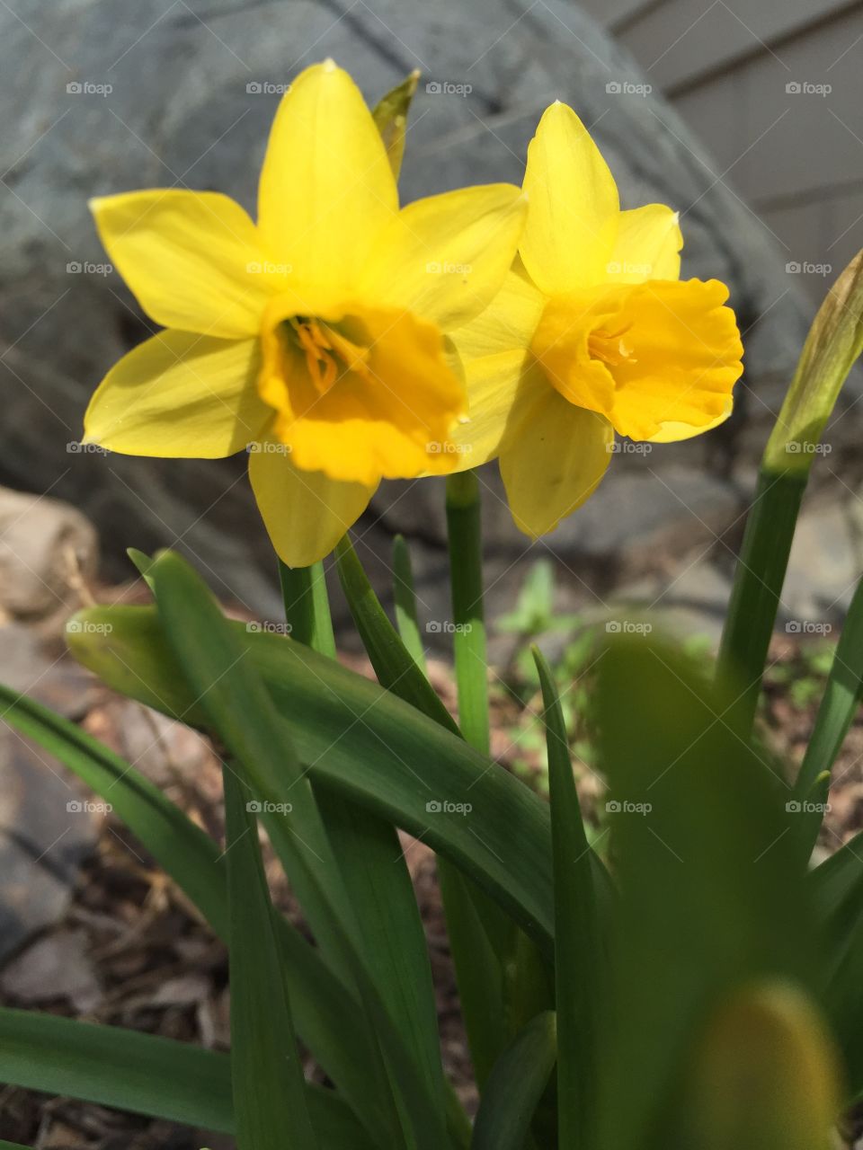 Spring in Bloom