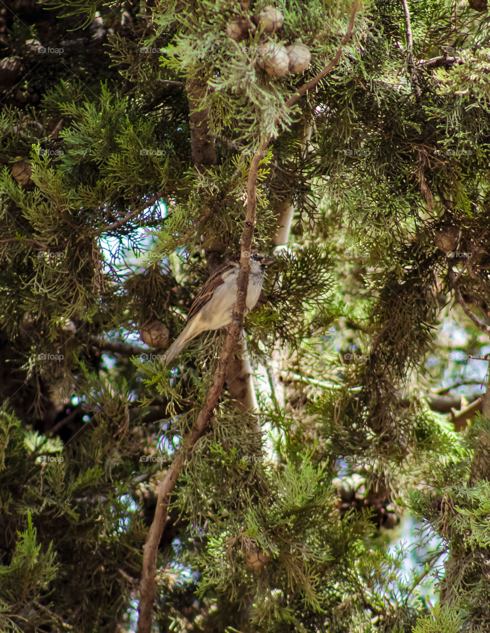 Bird throw sapin tree