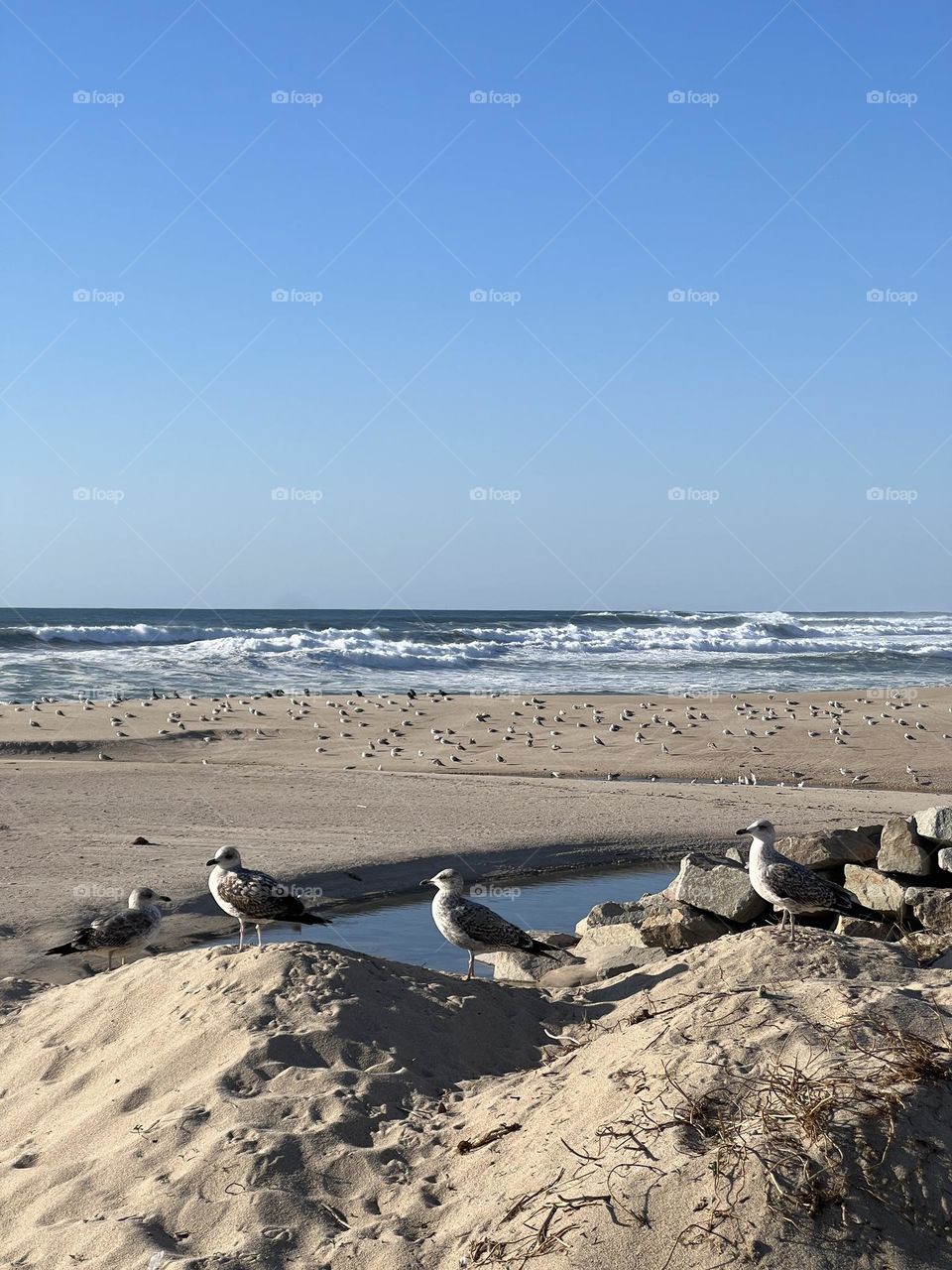 Seagull by the ocean 