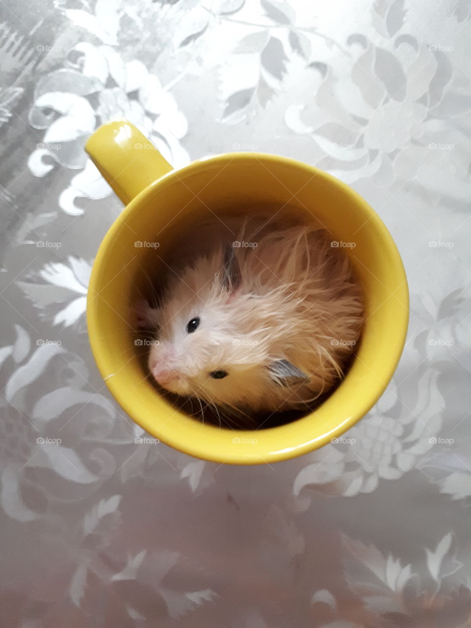 Hamster sitting in the yellow tea cup