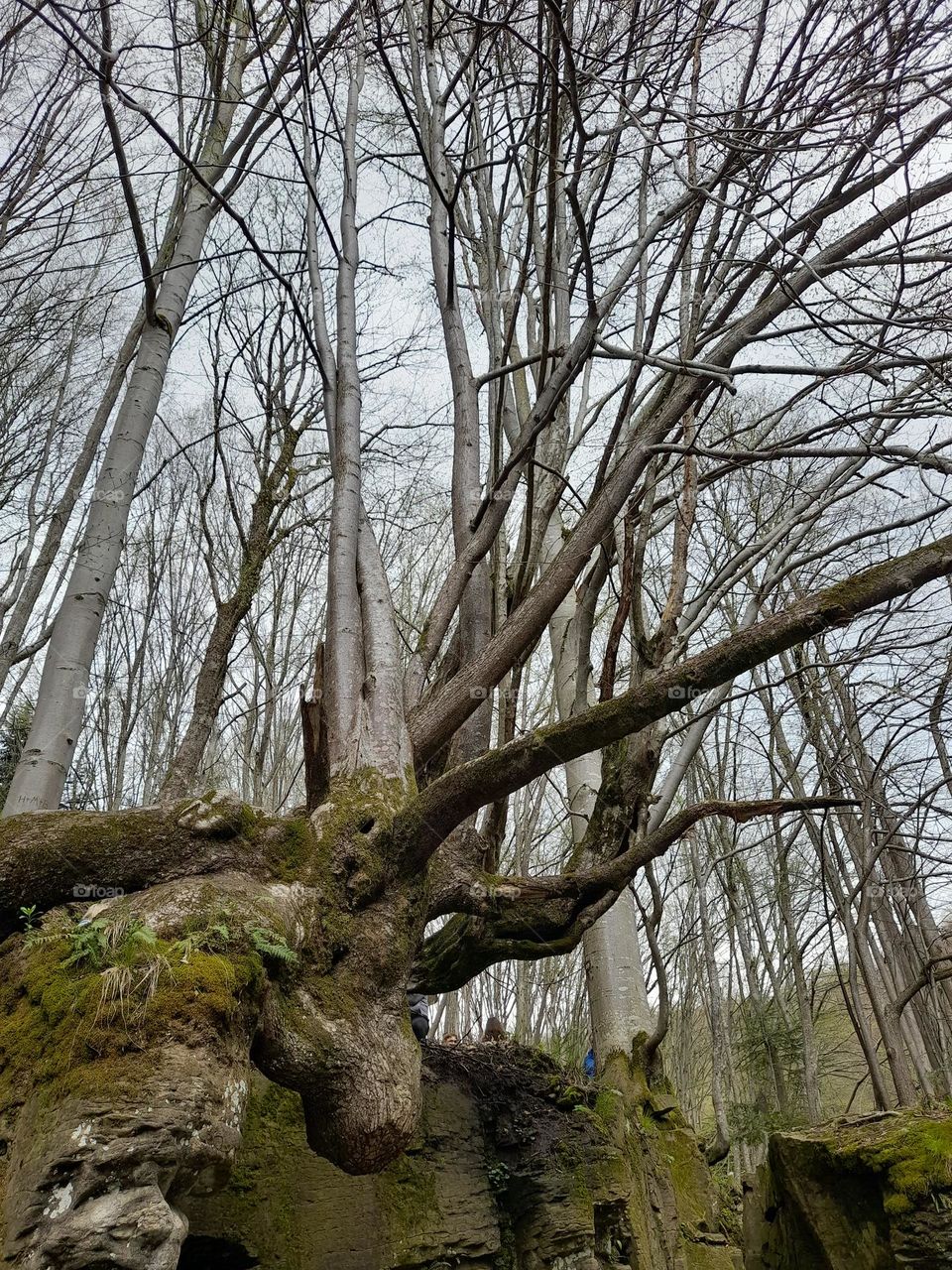 Moose tree in Poland