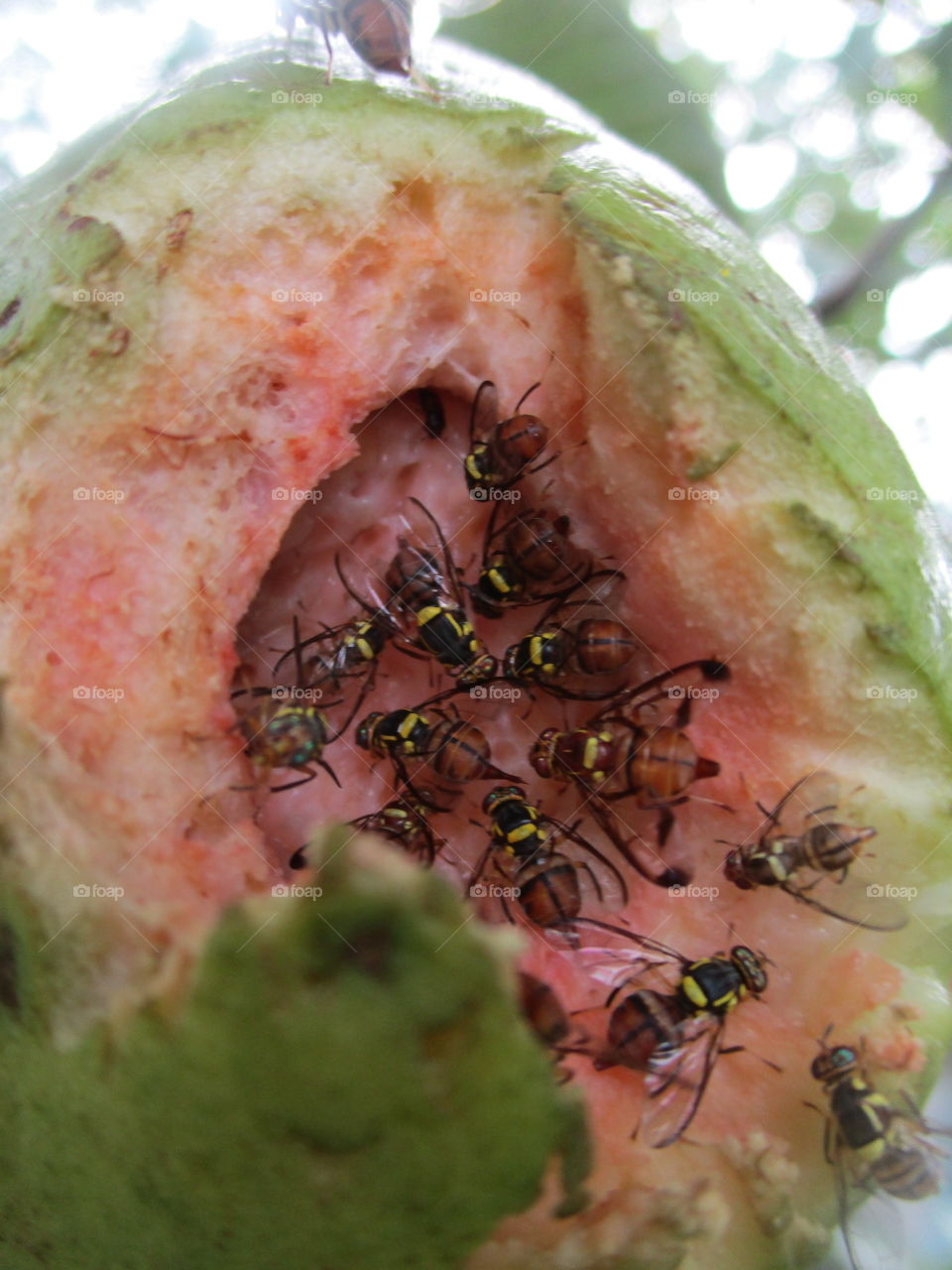 bees on fruit