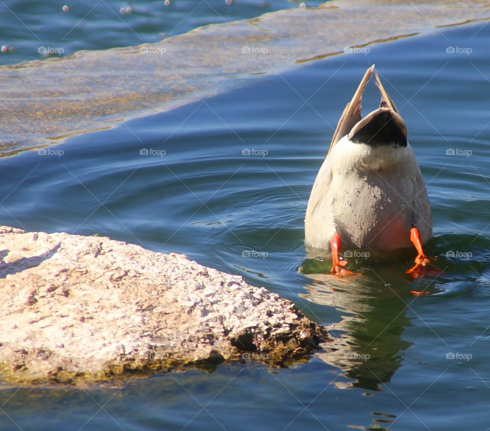 Back End of Diving Mallard