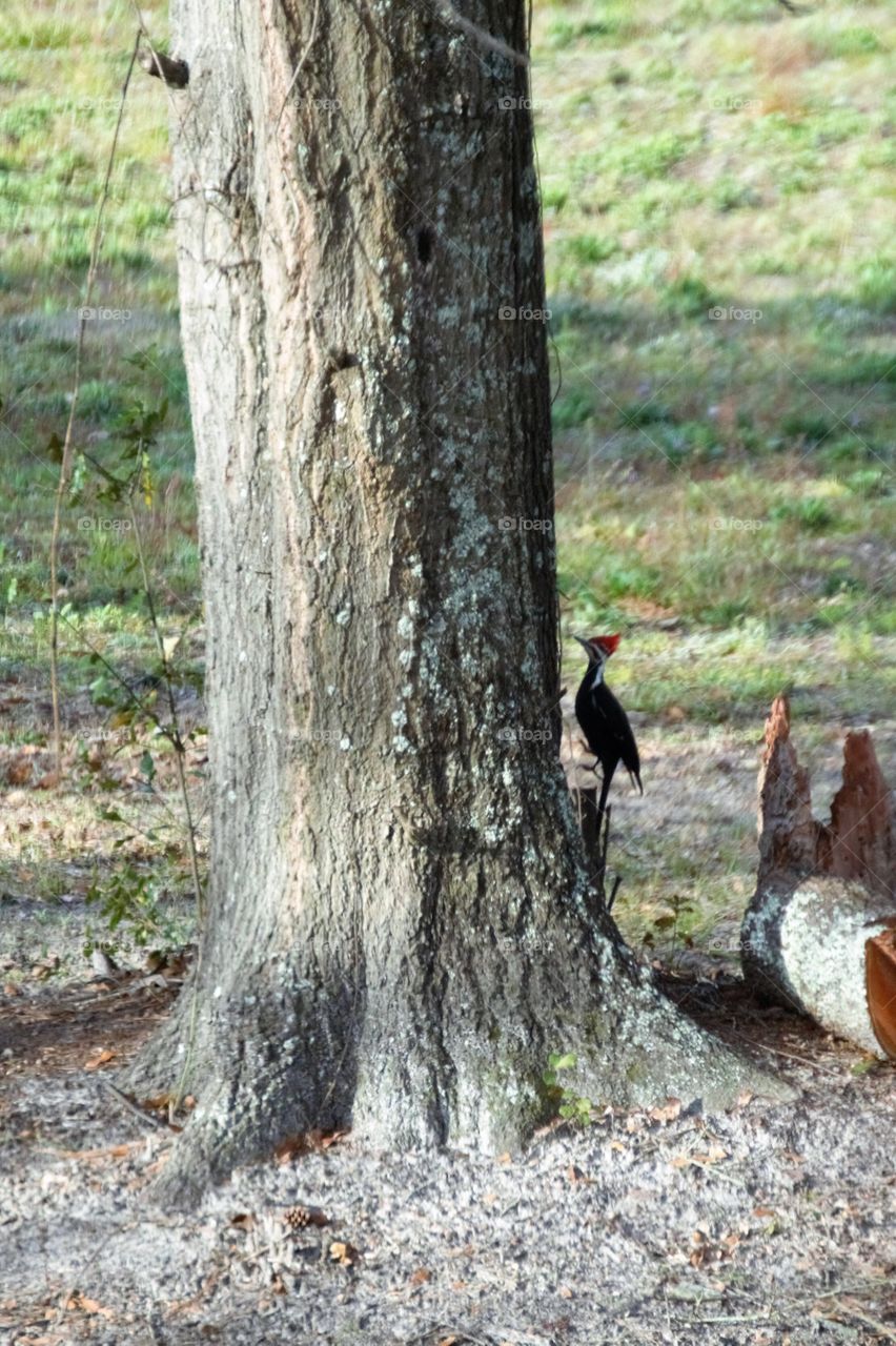 Woodpecker