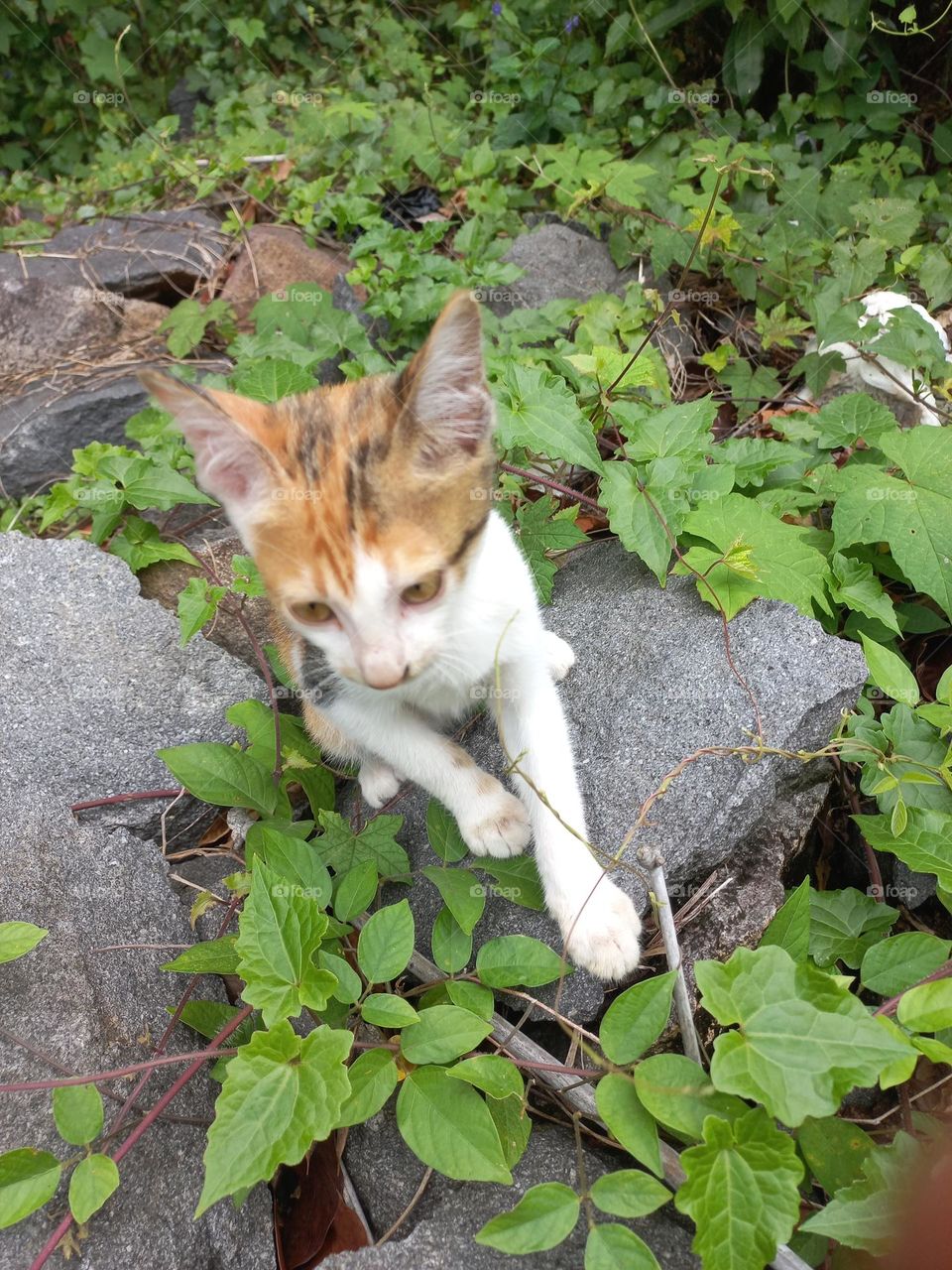 The cute kitten is in the grass garden