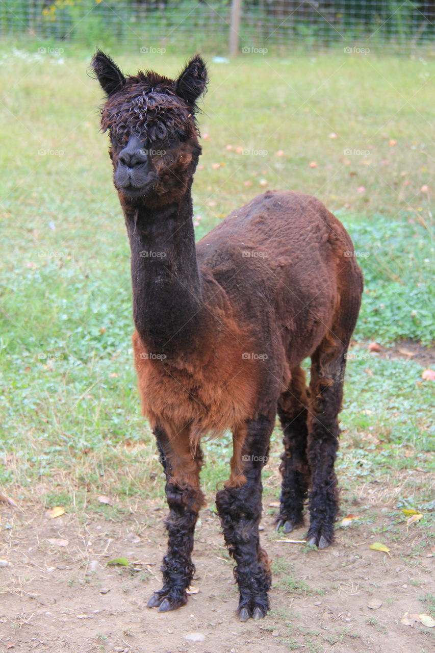 Alpaca