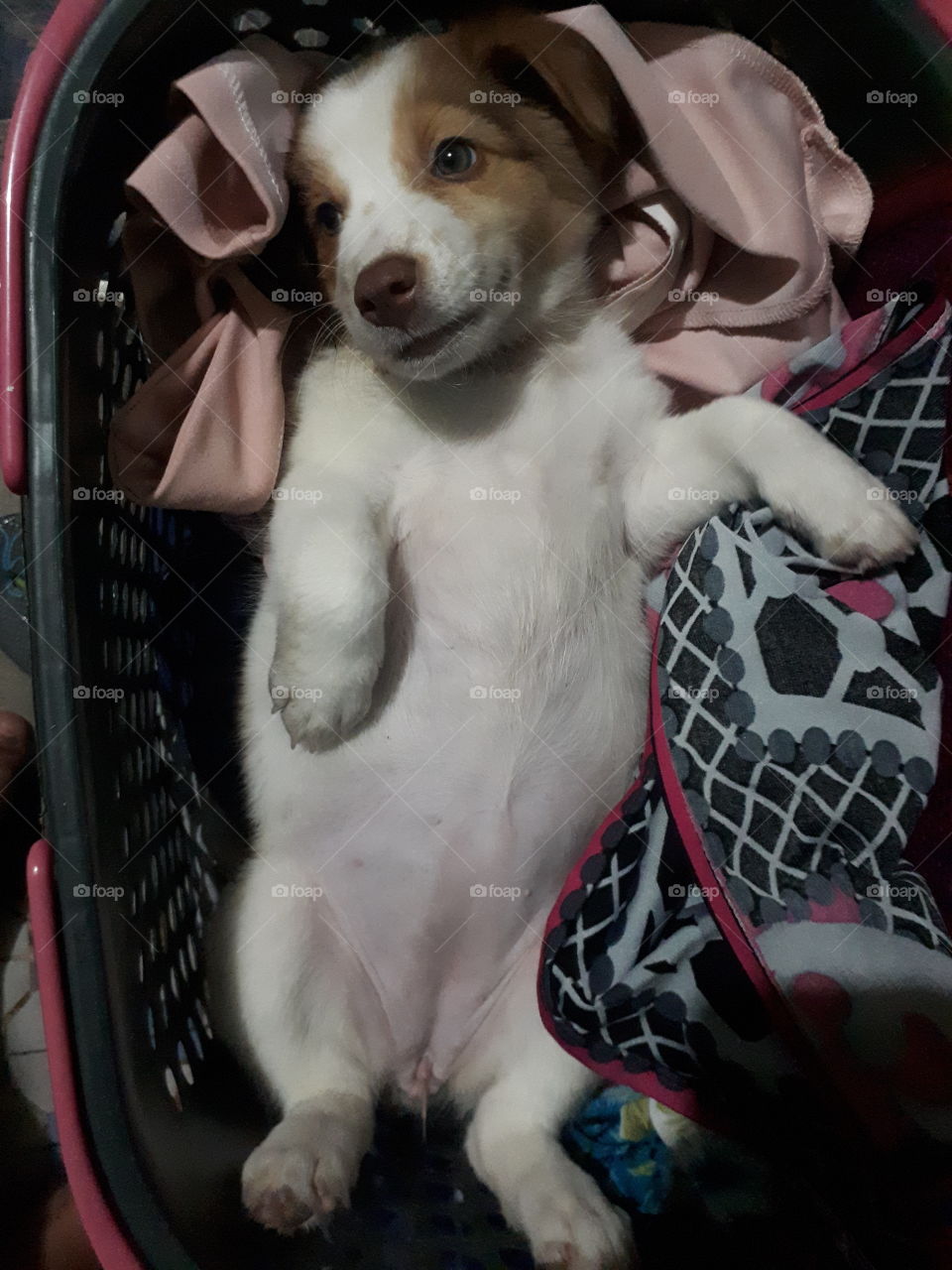 My Laundry Puppy