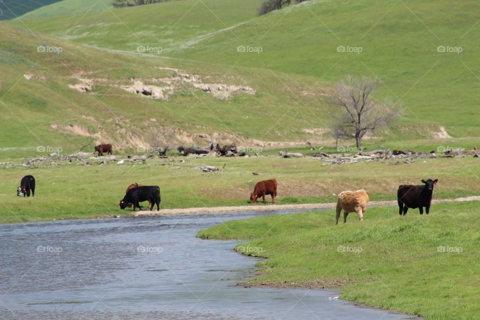 Cattle at river