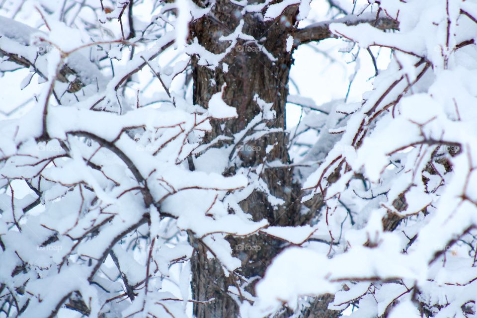 Closeup of tree trunk and snow accumulating on tree branches