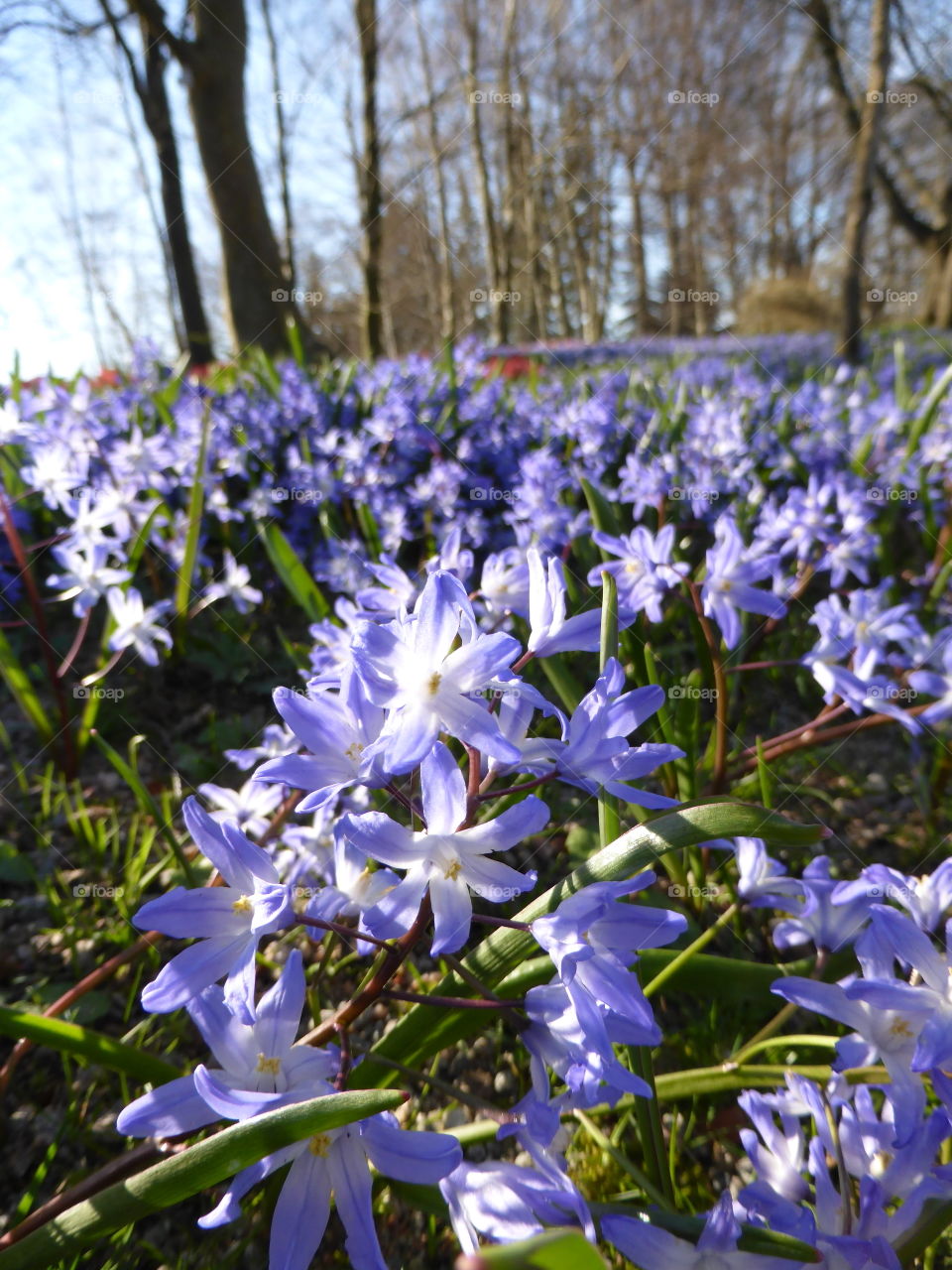 Blue scilla flowers 