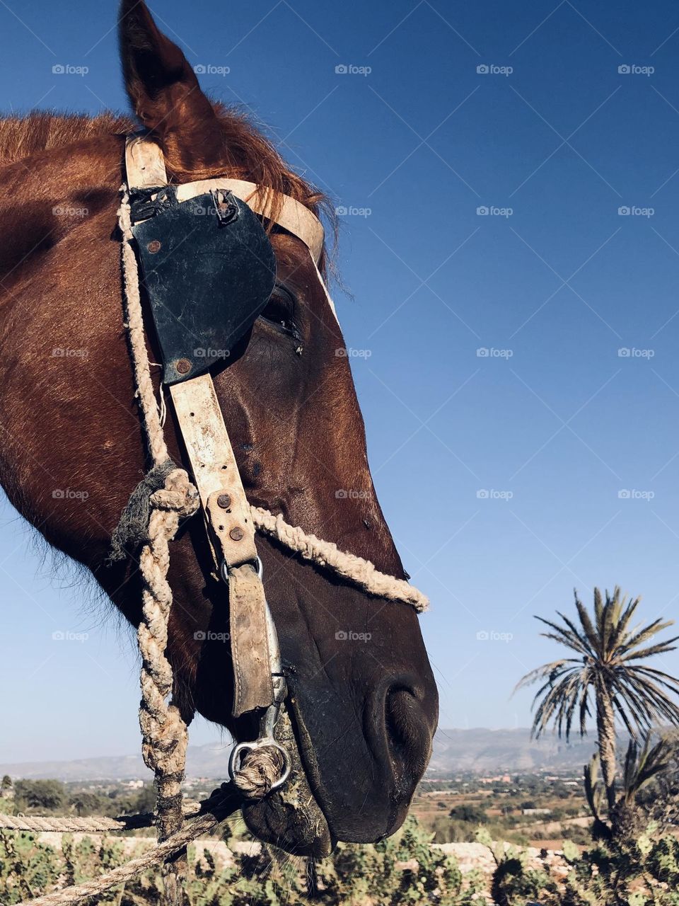 Beautiful horse looking at camera 