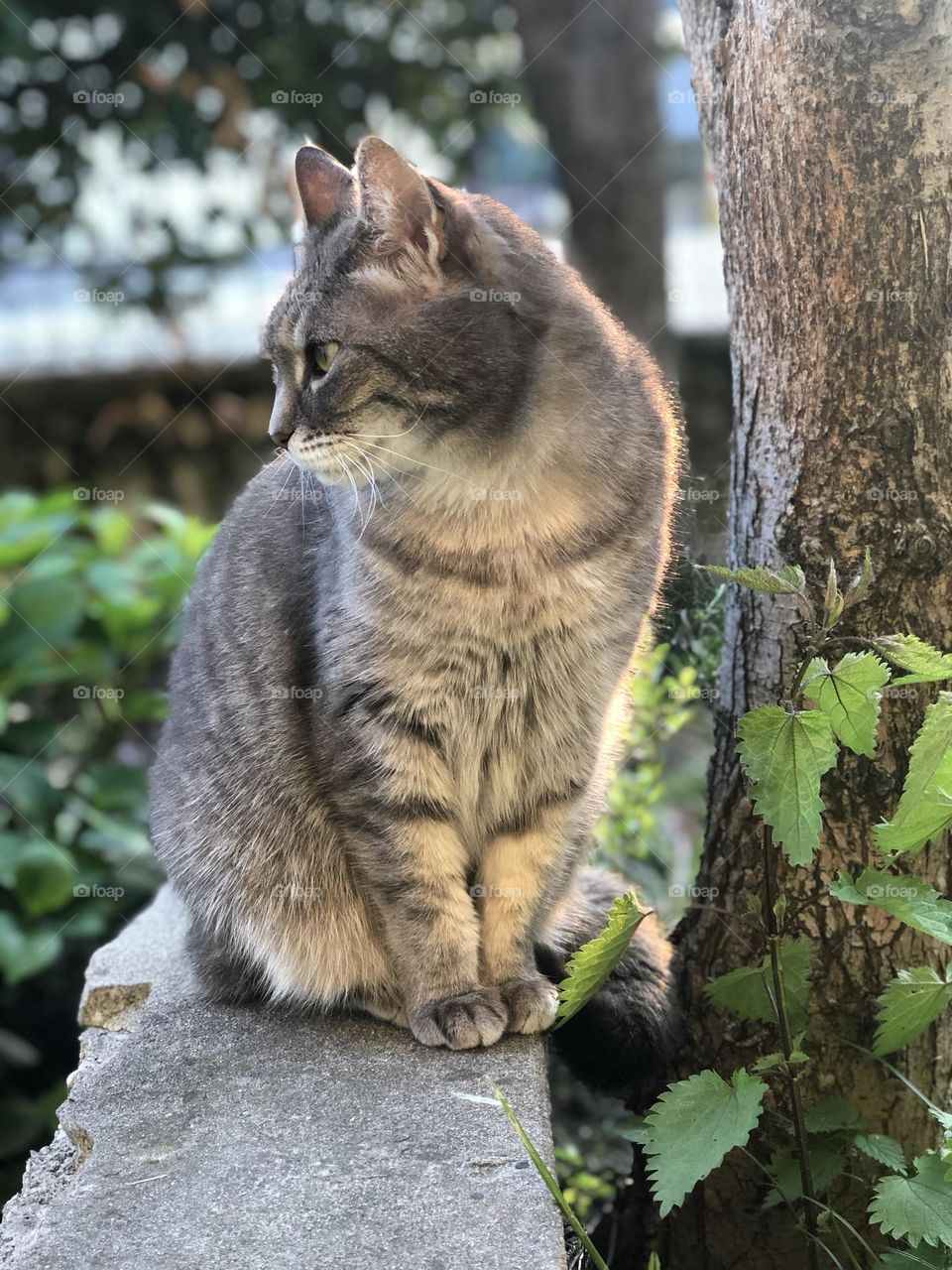 Gray domestic European cat profile, cat in a garden staring at something 