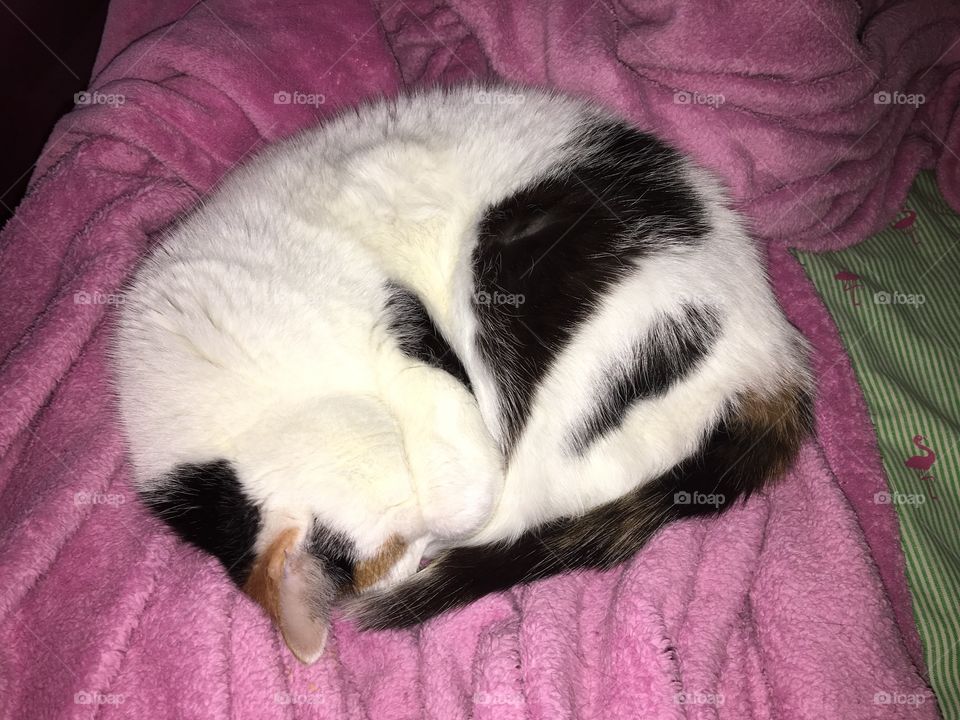 My baby all curled up 