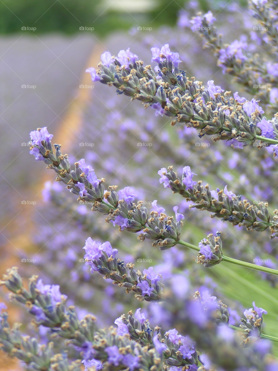 orgnac l aven summer france lavender by salsa