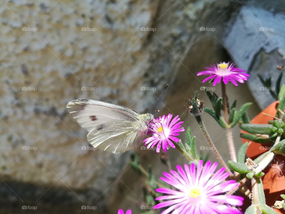 white butterfly,  on purple fucsia flower