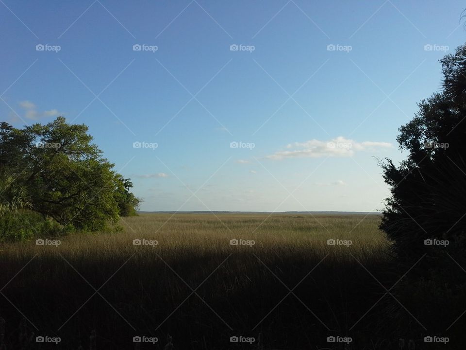 Low Country Marsh View