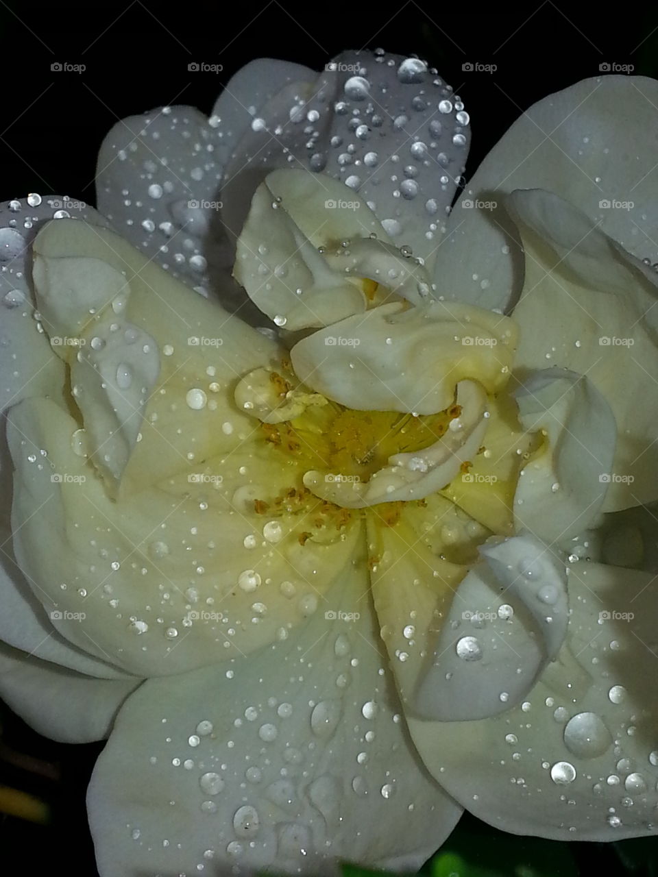 This rose has a soft elegant beauty that was enhanced by the rain.