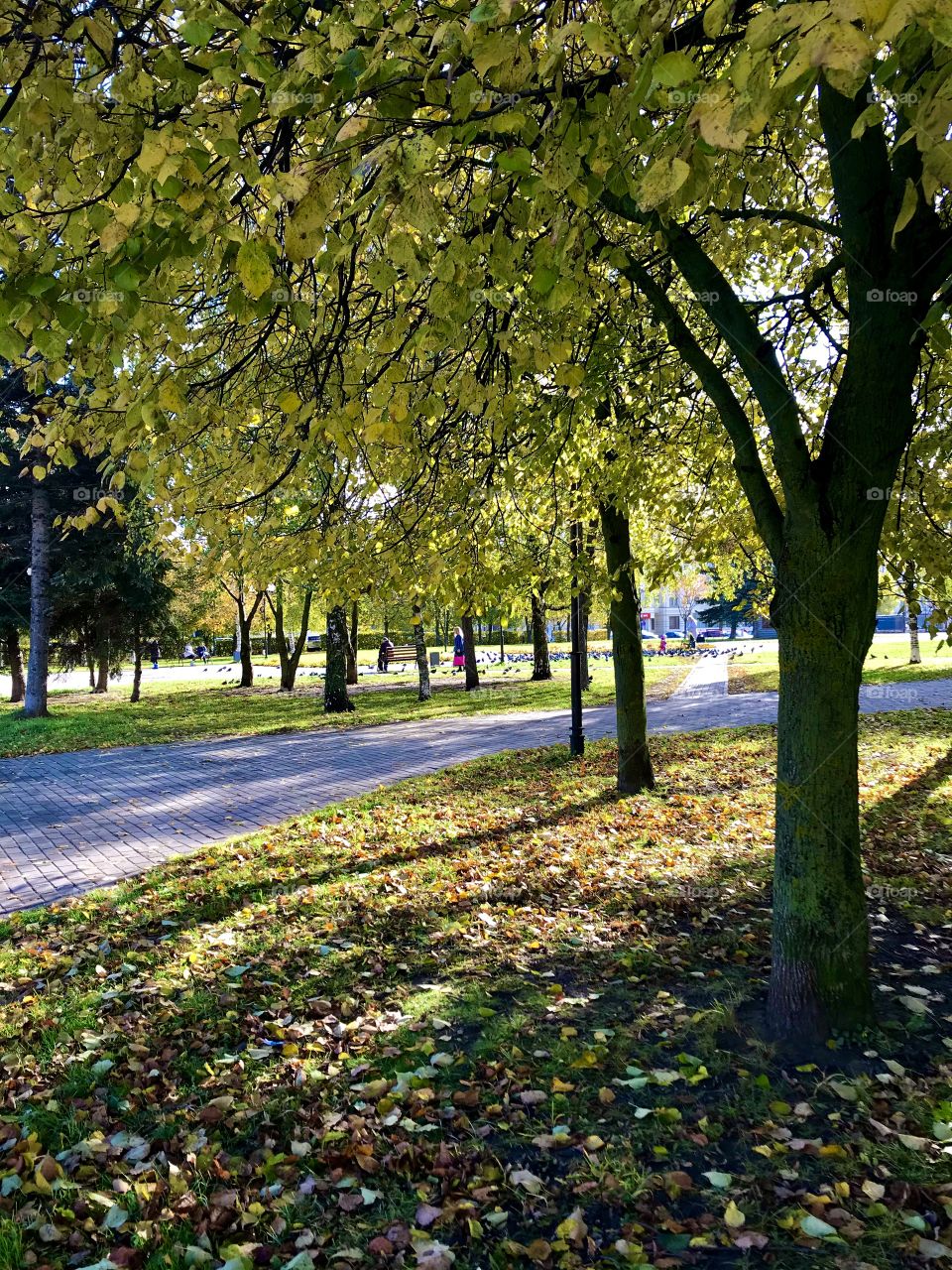 Bright sunny autumn day in a city park