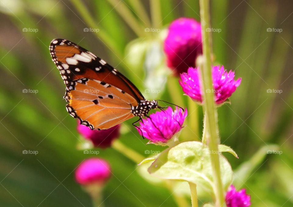 colourful nature...colourful butterfly