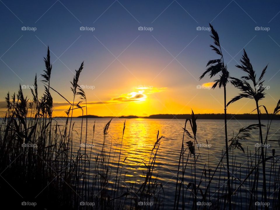 Silhouette of reed against dramatic sky