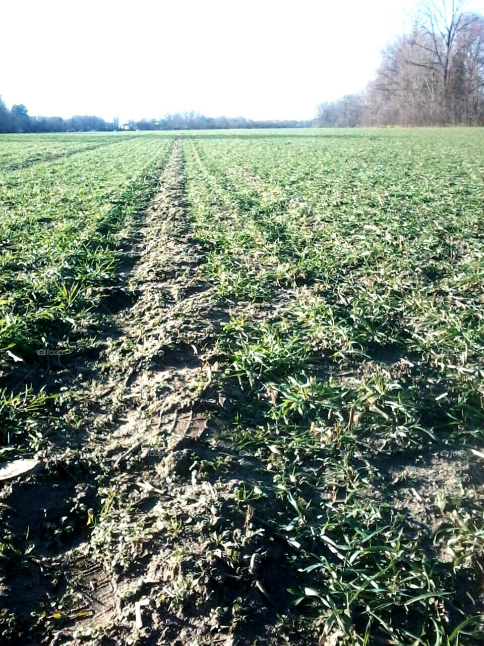The winter fields of Cologne