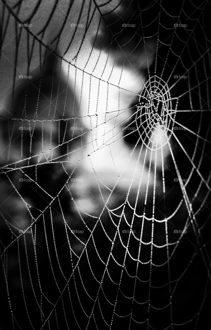 Spider net in black&white