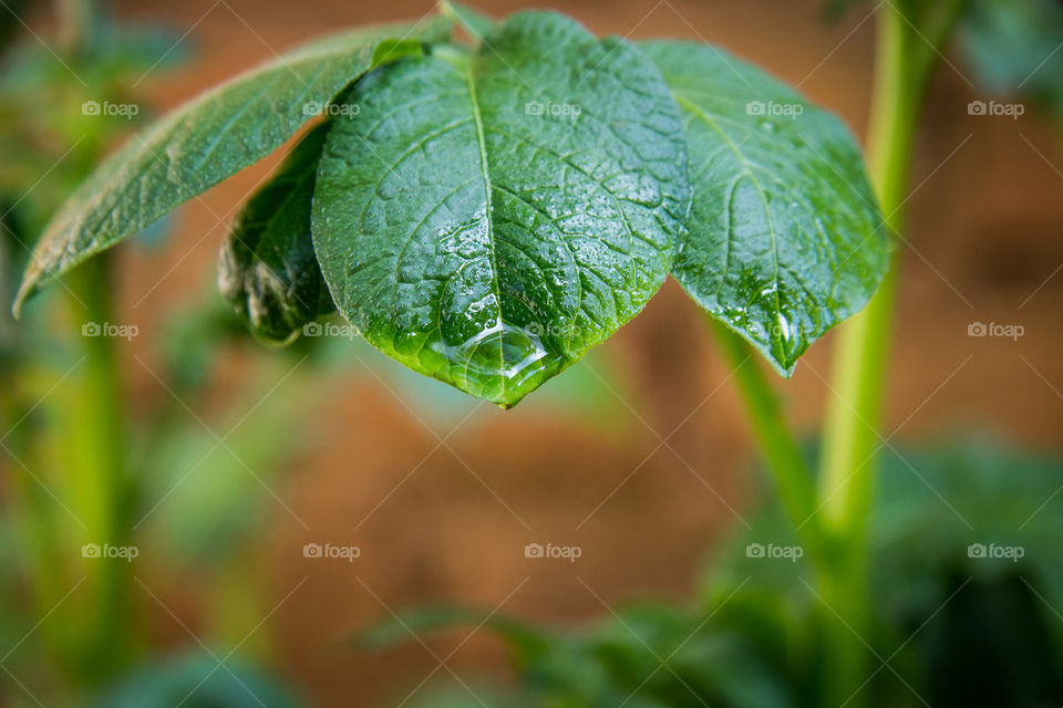 water on a green leaf