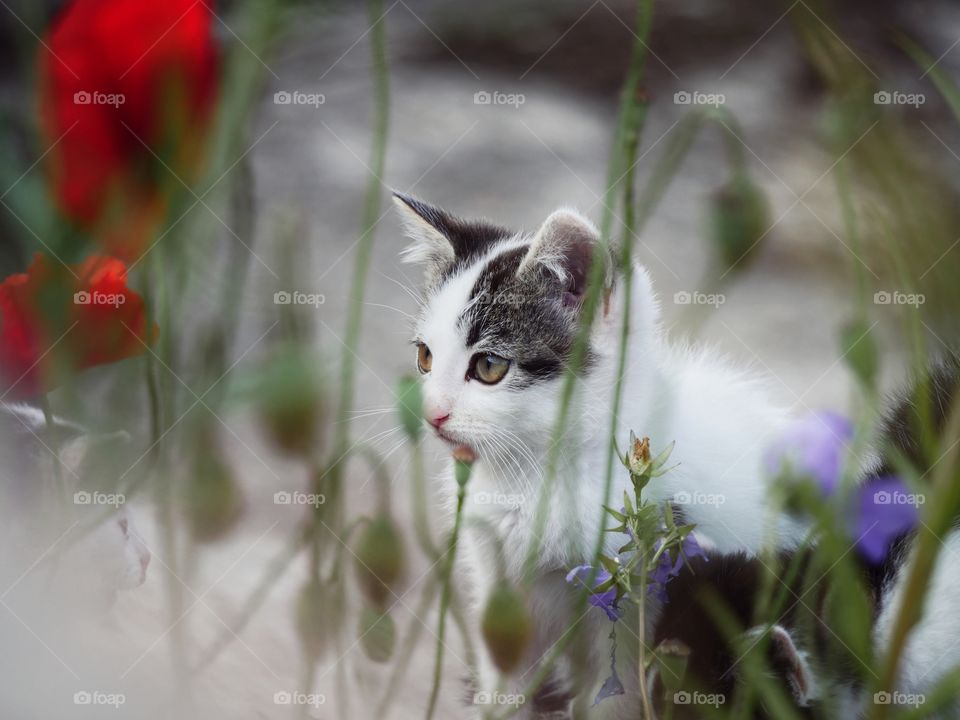 Cute rescue kitten