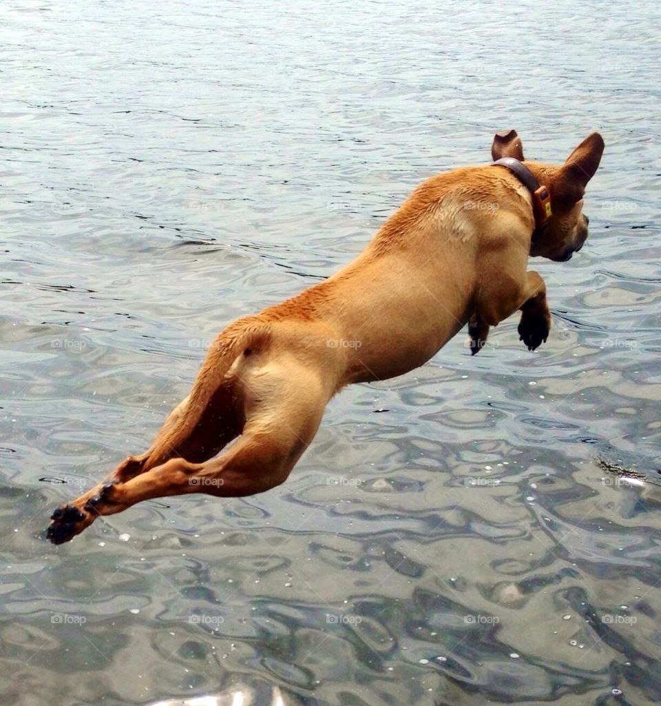 Flying Pup