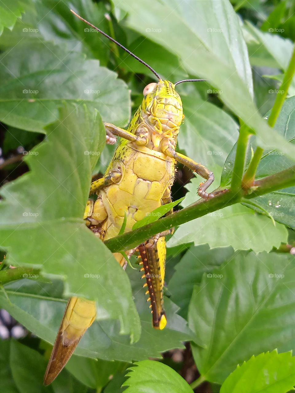 The strong body of the grasshopper.