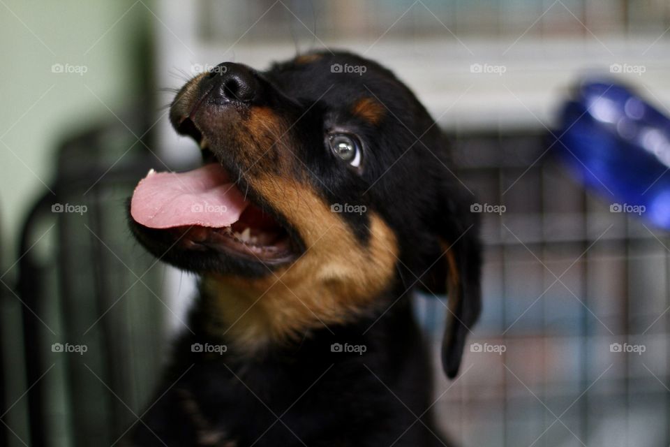 Rottweiler poppy 