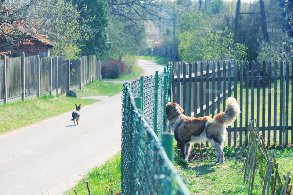 Two sides of the fence. 
Big dog is jelous, that the small dog is experiencing a spring walk with his owner.