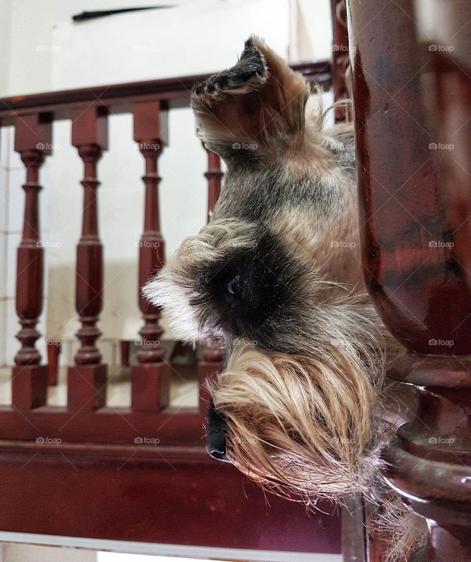 beautiful schnauzer looking down
