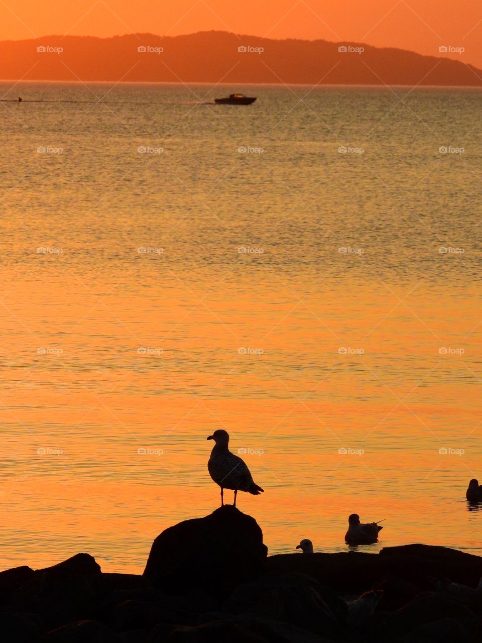 Seagull in sunset