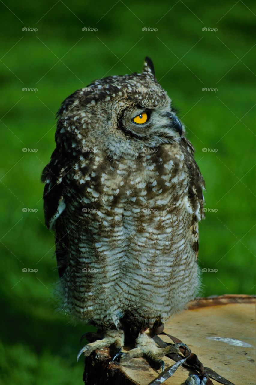yellow eyed owl
