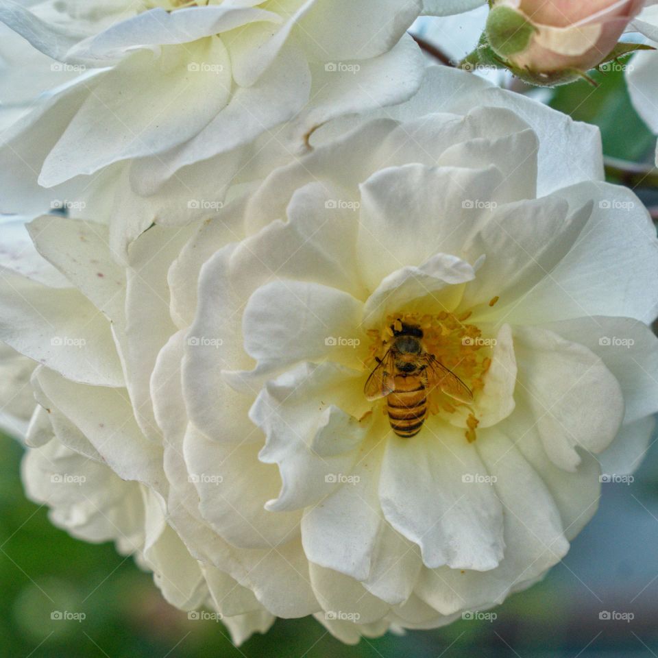 Bee on flower 