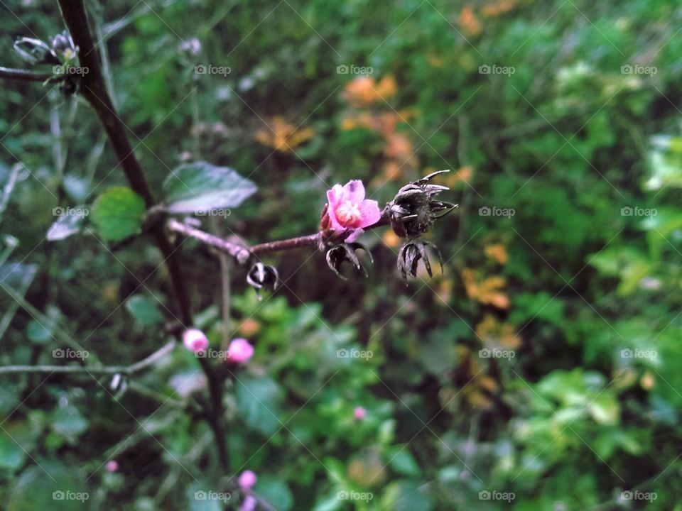 pink wildflower