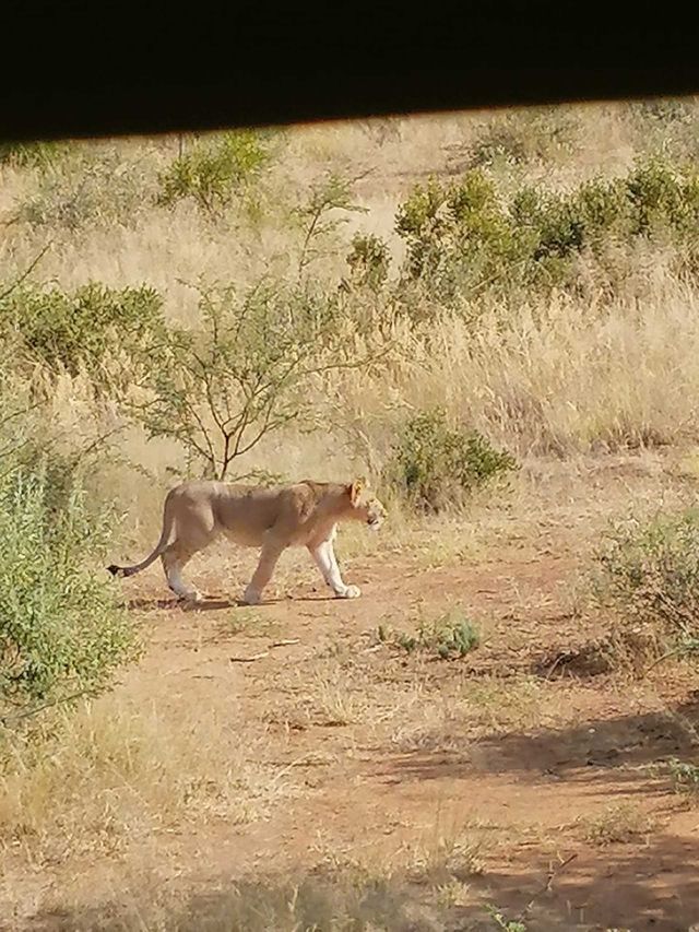 Lion
