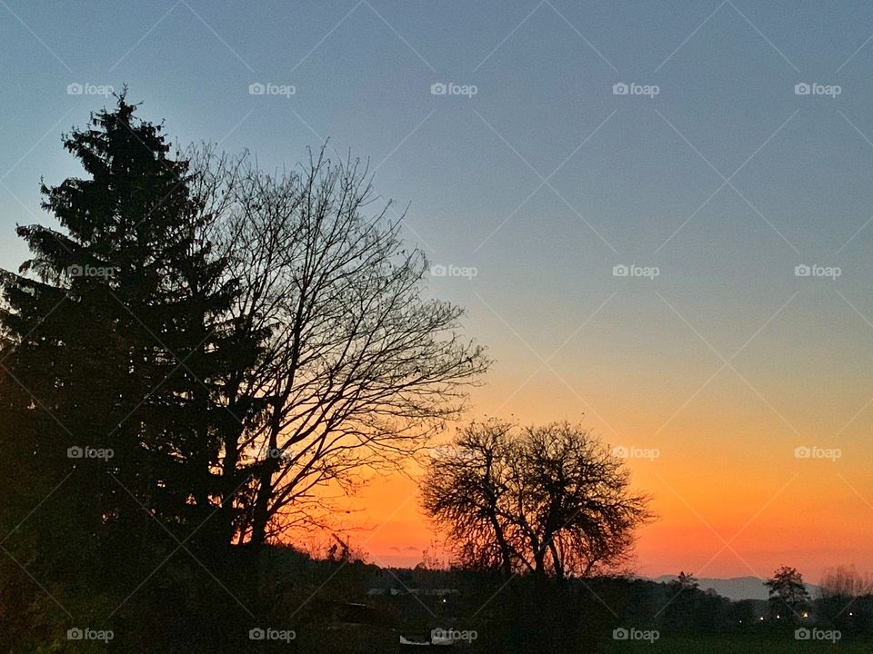 Trees silhouette at sunset 